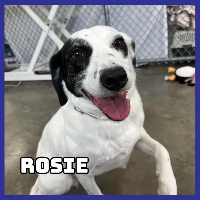 Rosie thumbnail 3