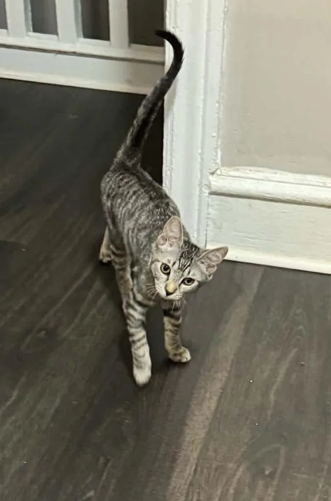 Charlotte Paschall thumbnail 5