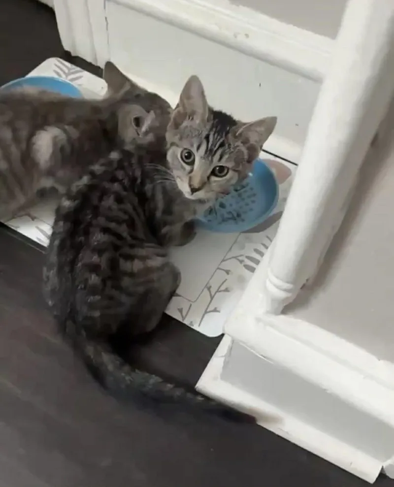 Charlotte Paschall thumbnail 6