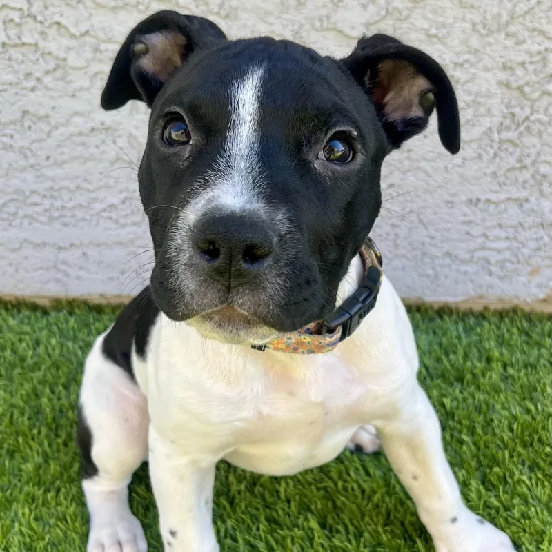 Marcella thumbnail 2