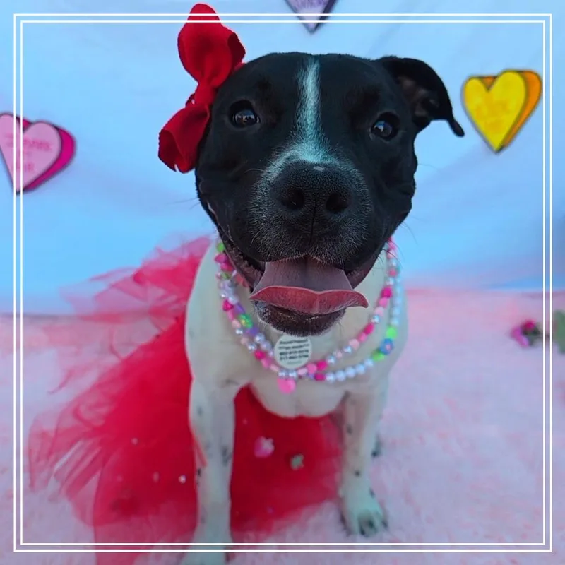 Marcella thumbnail 3