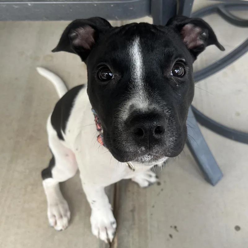 Marcella thumbnail 4