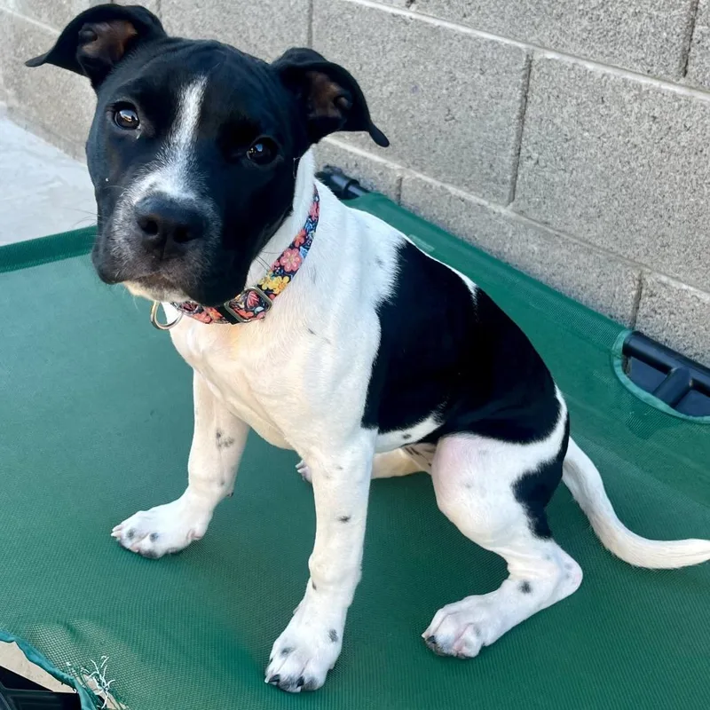 Marcella thumbnail 5