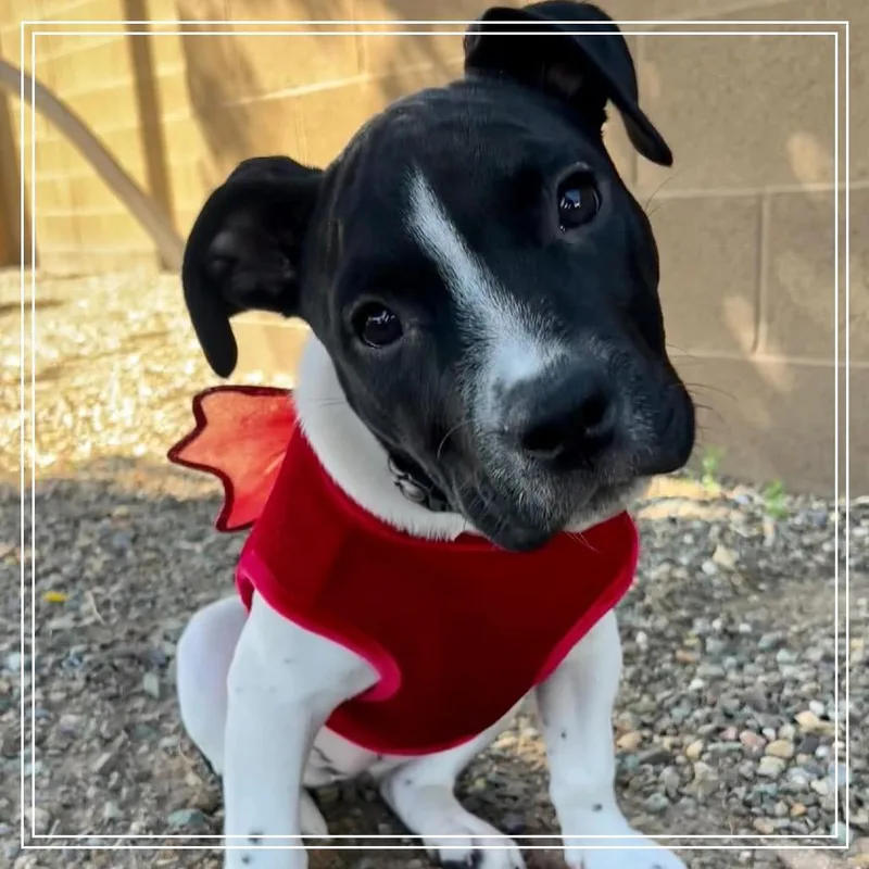 Marcella thumbnail 6