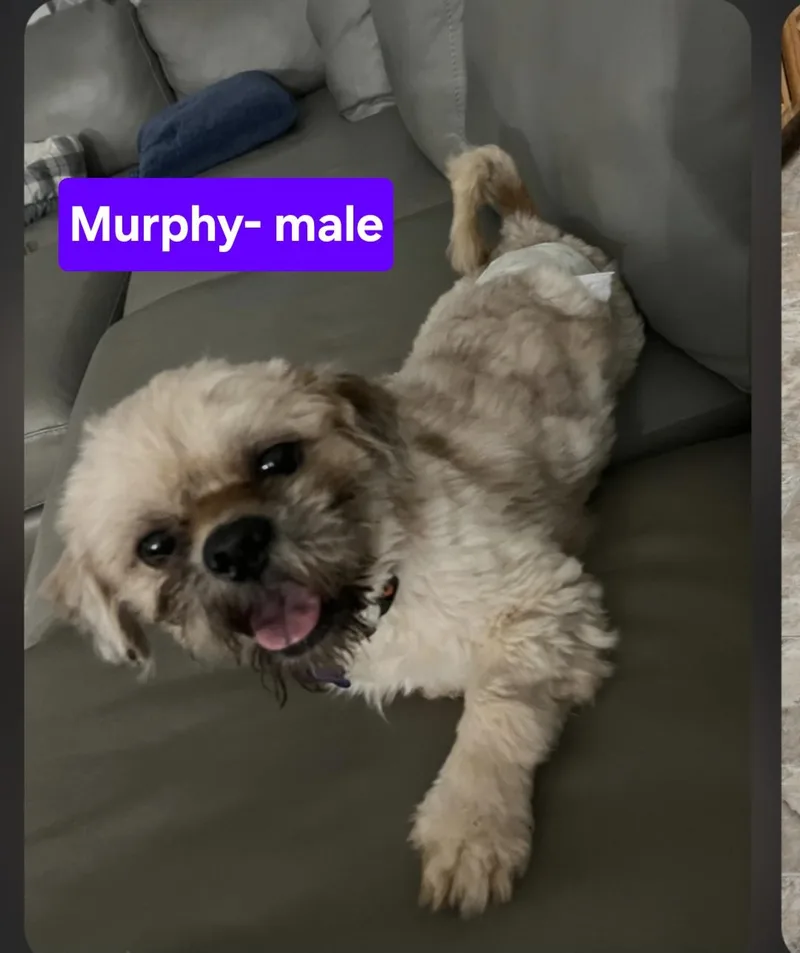 Murphy