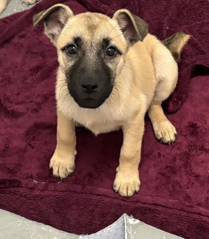 A baby medium-sized female Yellow / Tan / Blond / Fawn Pit Bull Terrier dog named Ariana Grrrande for adoption in Van Nuys, CA