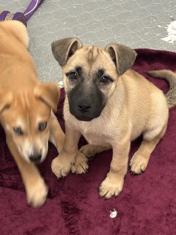 Ariana Grrrande thumbnail 4