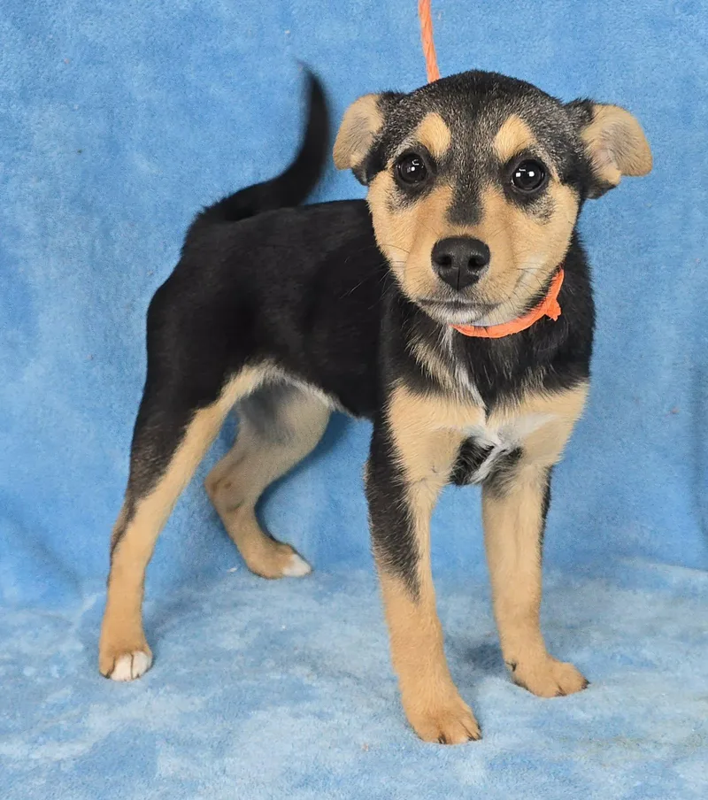 Baptista thumbnail 2