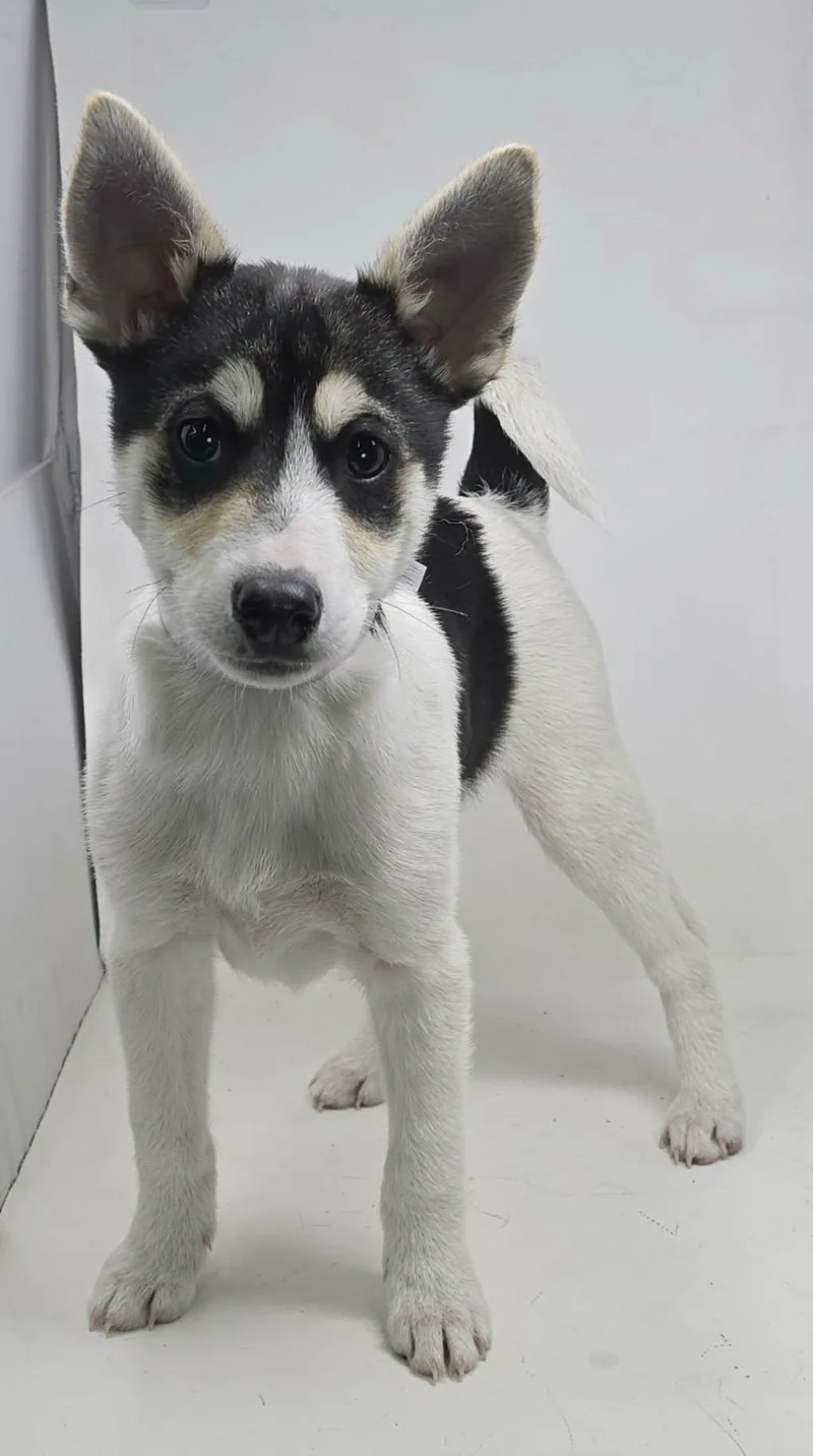 Benedick thumbnail 2