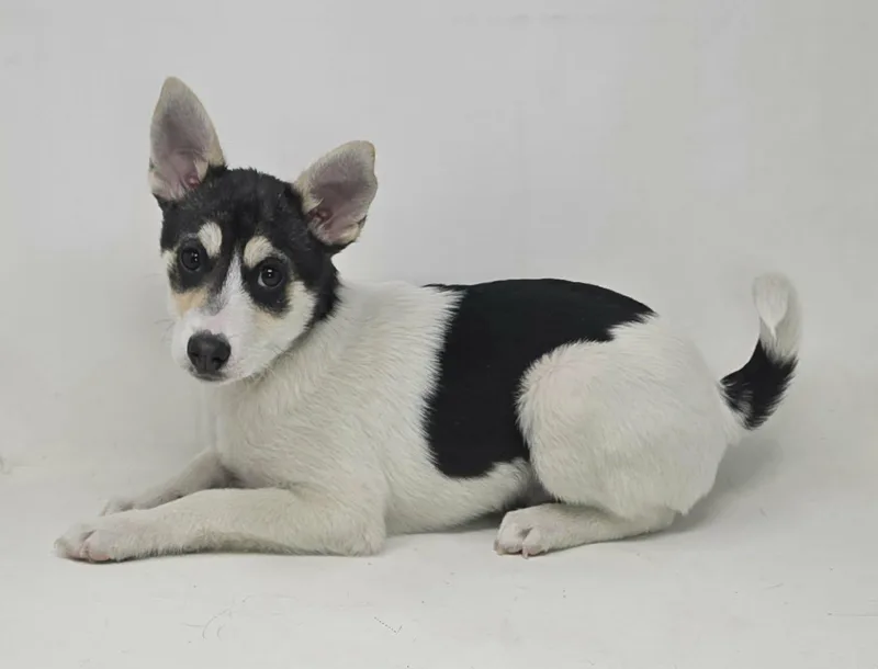 Benedick thumbnail 3