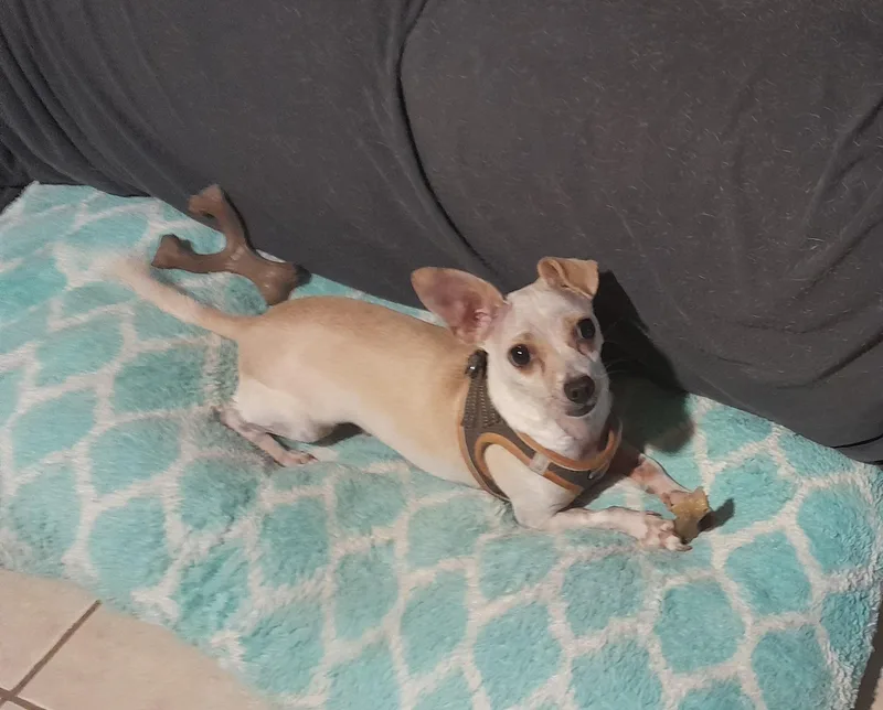 Ratatouille thumbnail 2