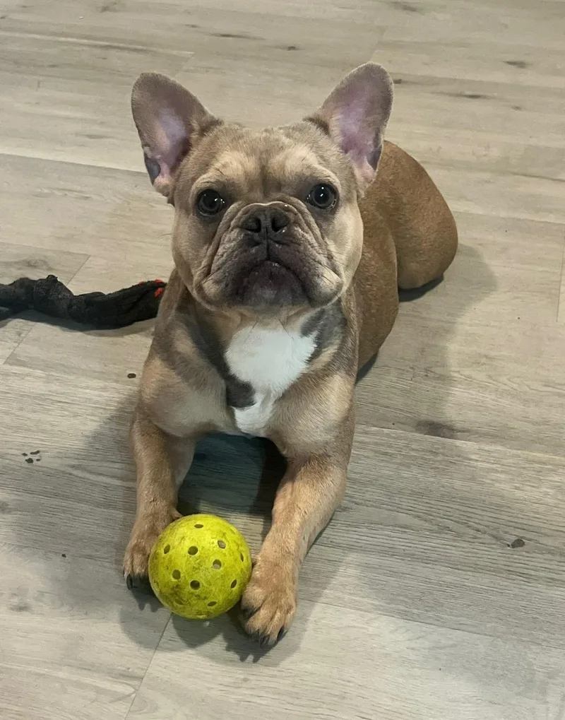 Tinkerbell thumbnail 3