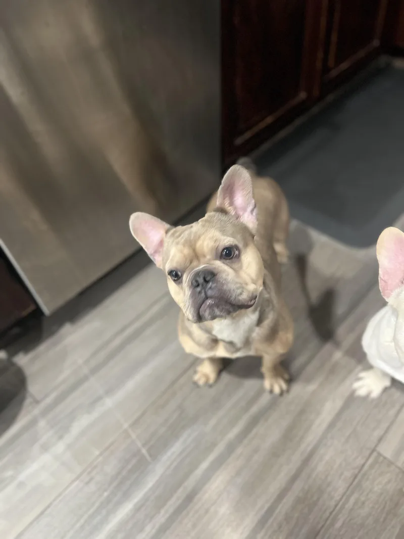 Tinkerbell thumbnail 4