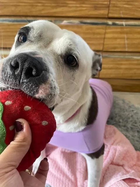 Nova  Super Sweet thumbnail 2