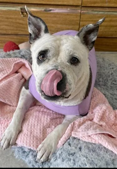 Nova  Super Sweet thumbnail 3