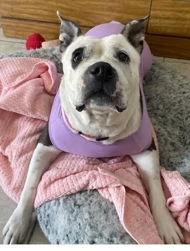 Nova  Super Sweet thumbnail 4