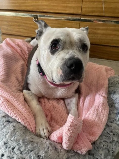 Nova  Super Sweet thumbnail 5