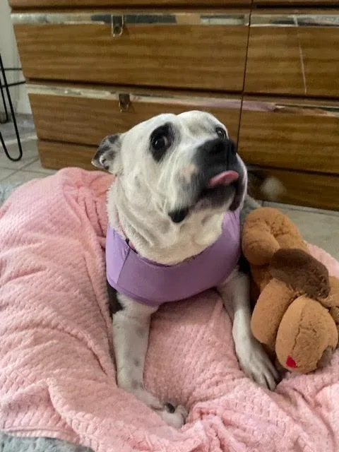 Nova  Super Sweet thumbnail 6