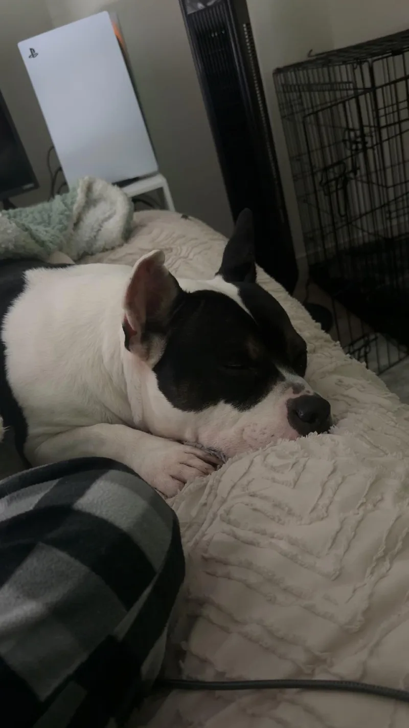 Magnolia thumbnail 2