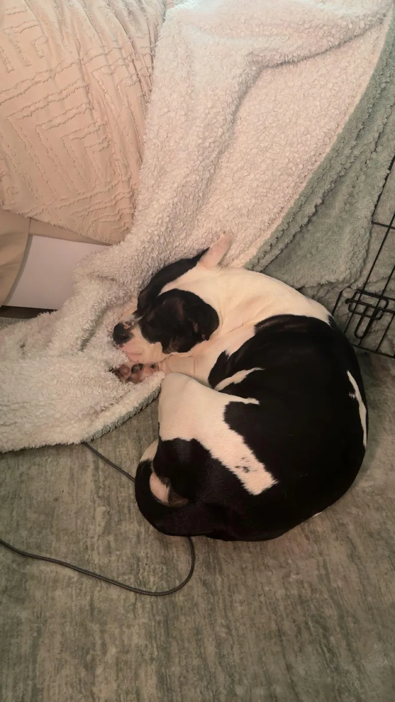 Magnolia thumbnail 3