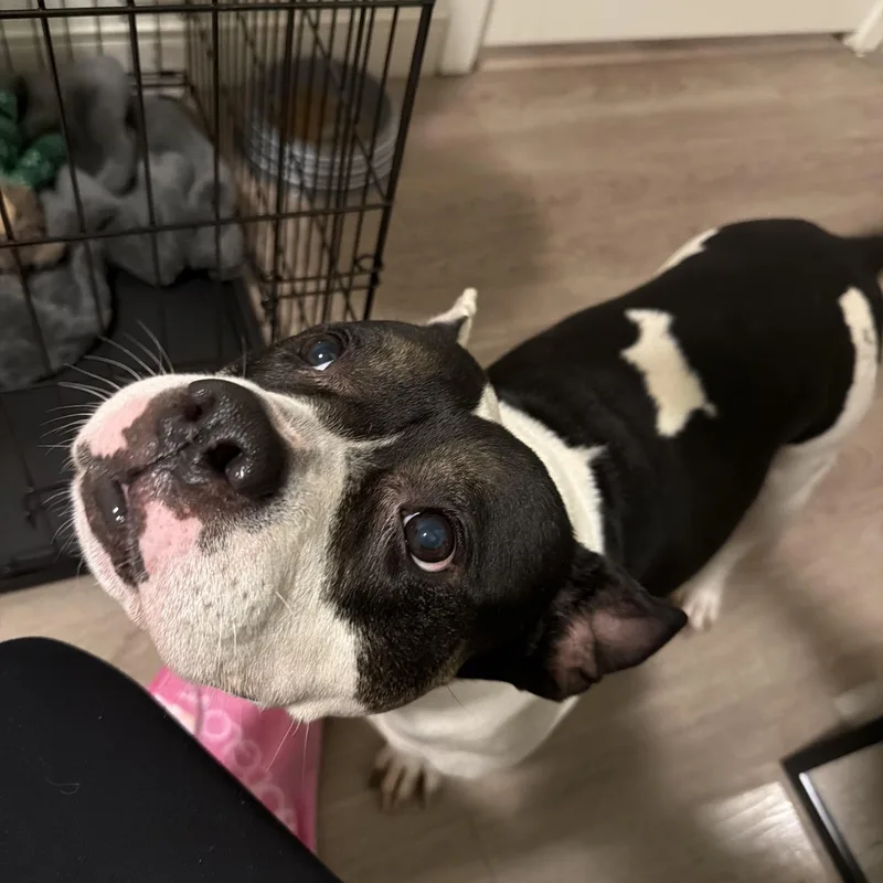 Magnolia thumbnail 4