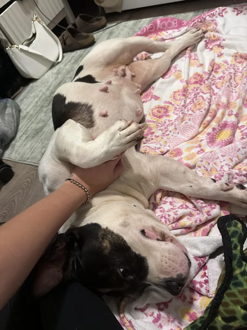 Magnolia thumbnail 5