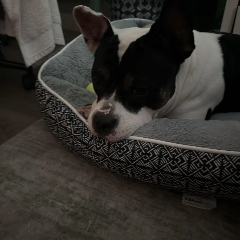 Magnolia thumbnail 6