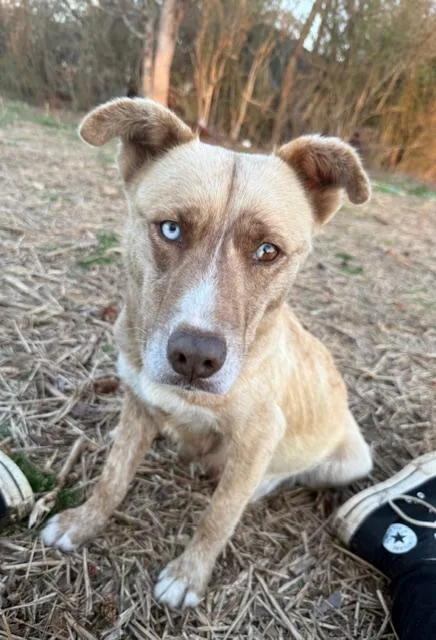 Meet Olivia! Your Brown