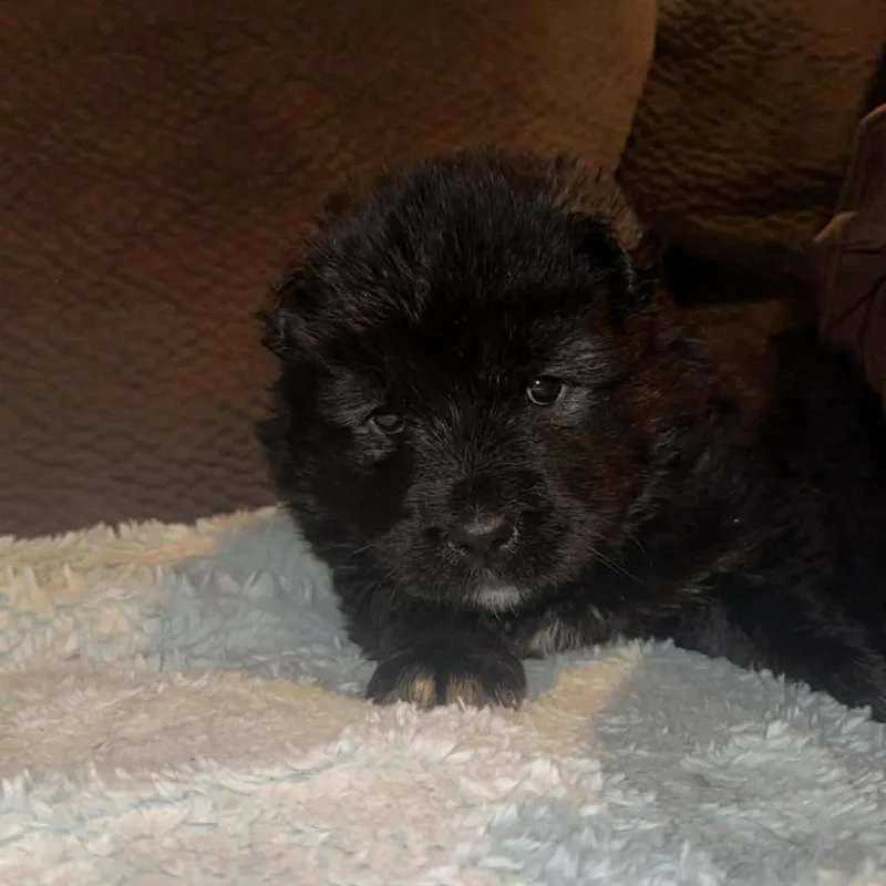 Brewberry thumbnail 3