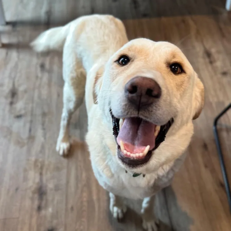 Curveball thumbnail 2