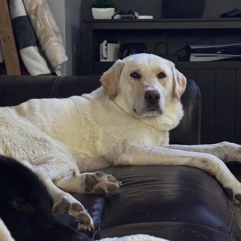 Curveball thumbnail 4