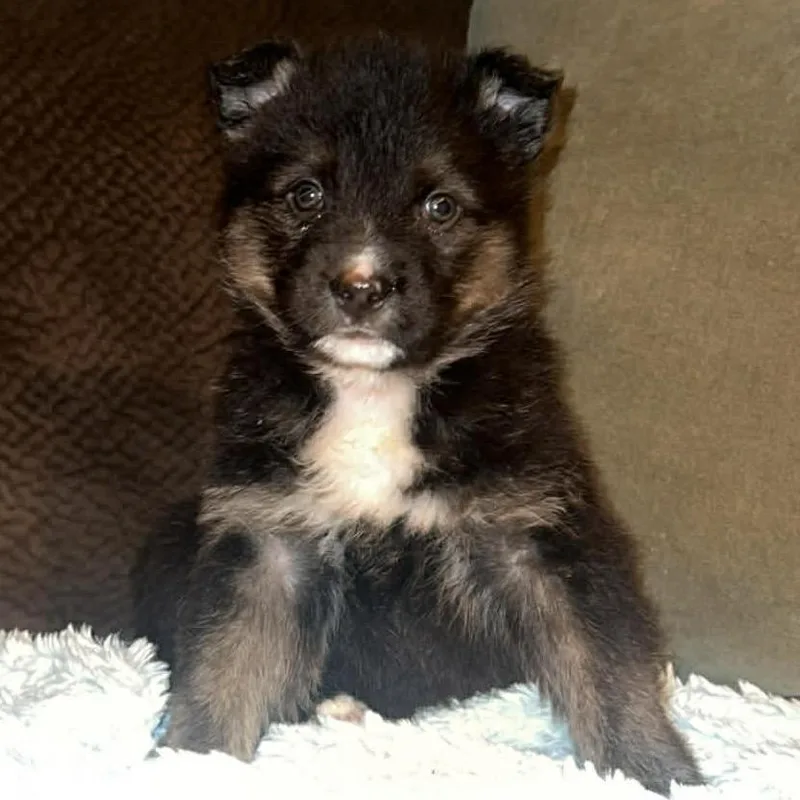 Pixie Stick thumbnail 2