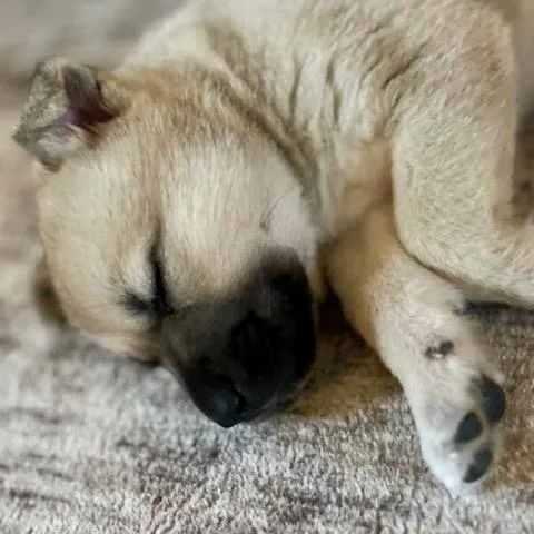 Polliwog thumbnail 2