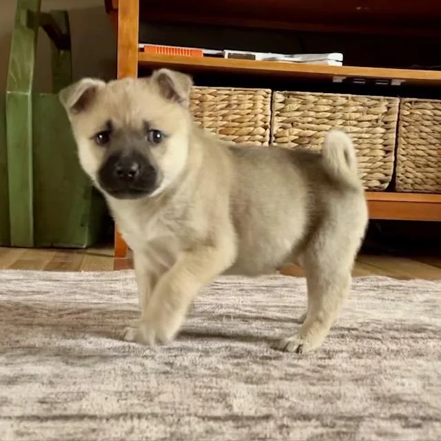 Polliwog thumbnail 4