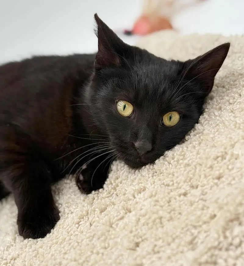 Binxsy Is Oh So thumbnail 2