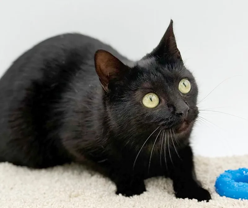 Lyra Is A Licorice thumbnail 2