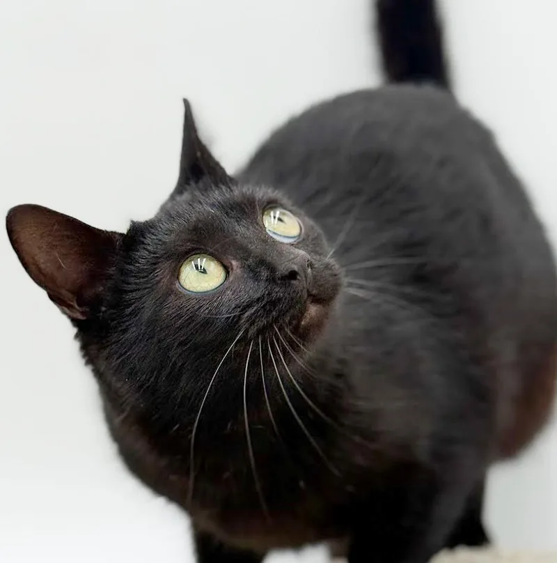 Lyra Is A Licorice thumbnail 3