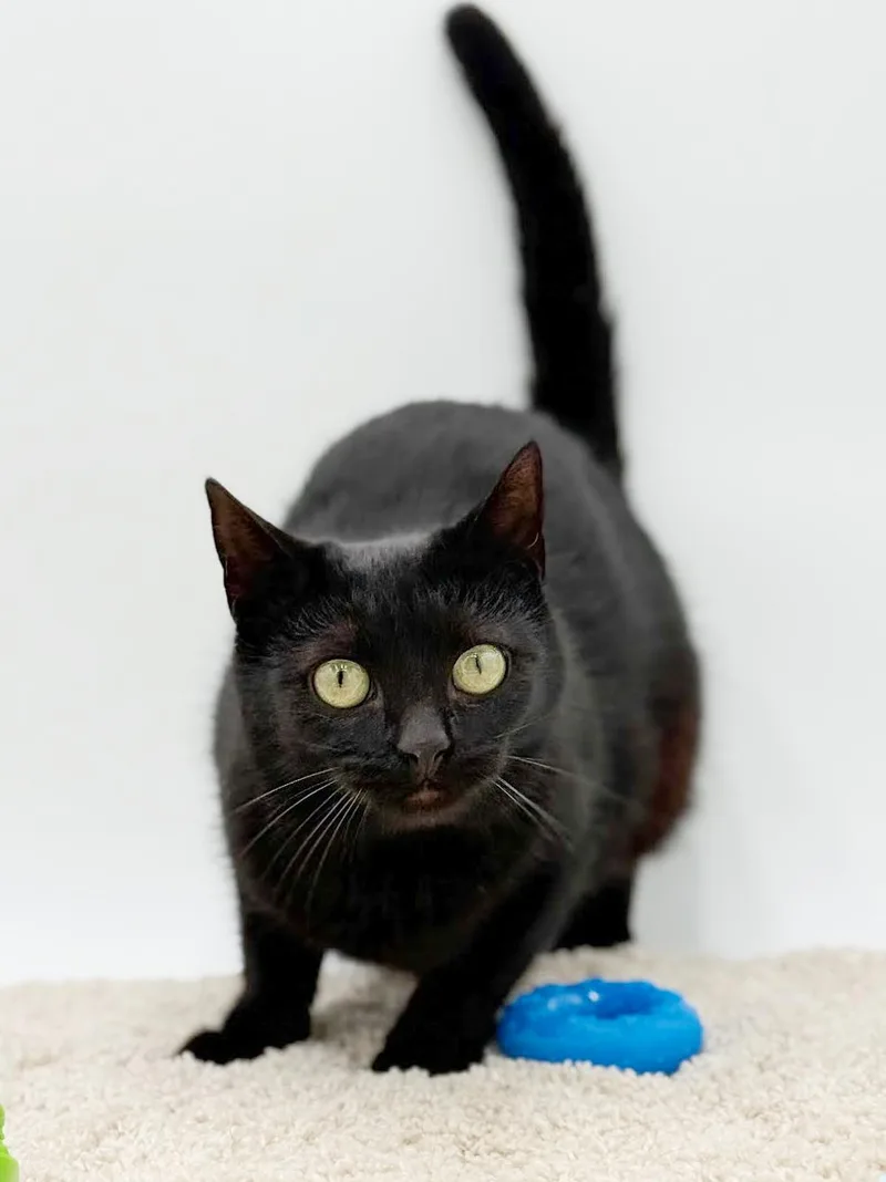 Lyra Is A Licorice thumbnail 4