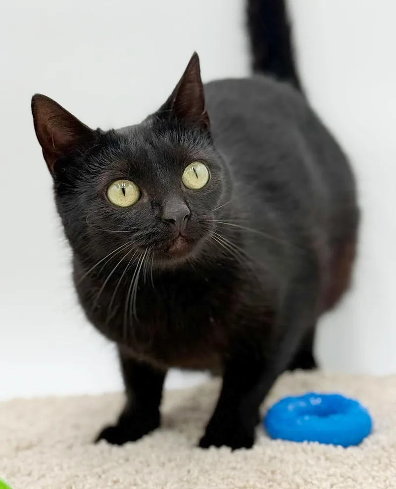 Lyra Is A Licorice thumbnail 5