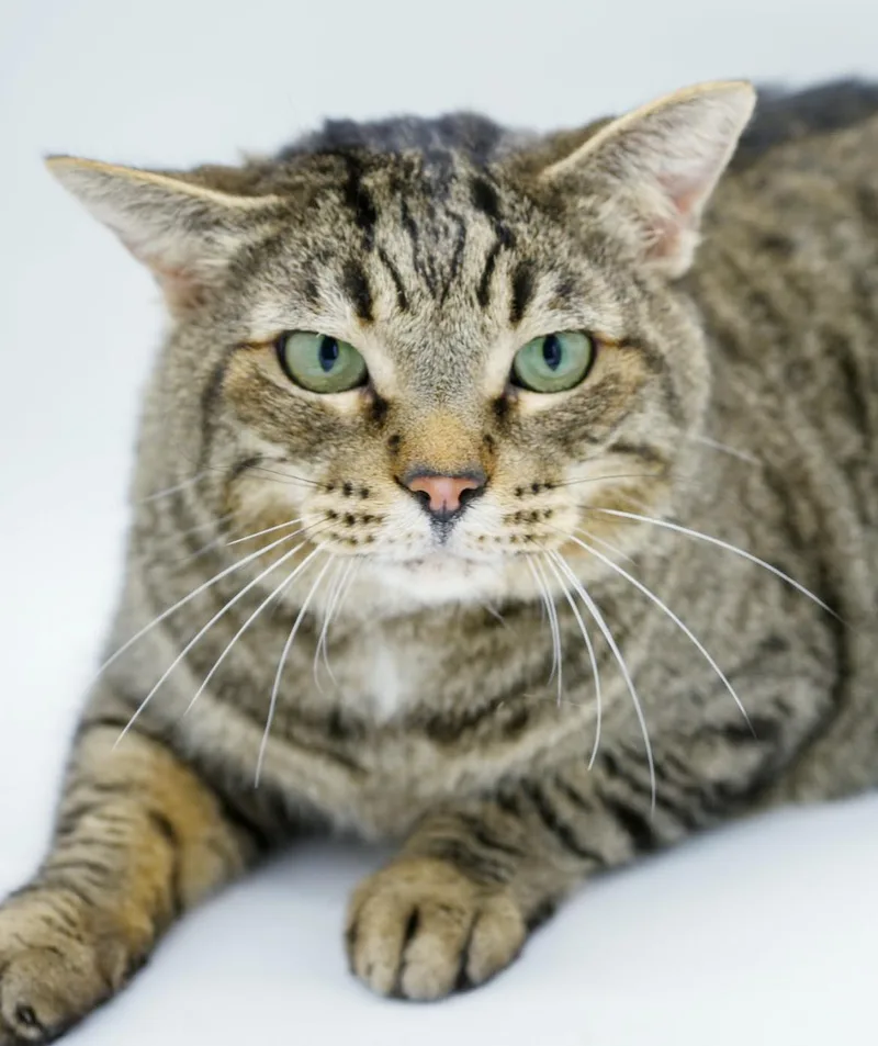 Mickey Is As Happy thumbnail 3