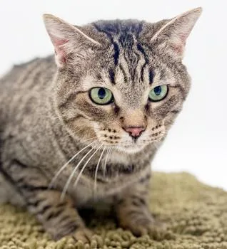 Mickey Is As Happy thumbnail 4