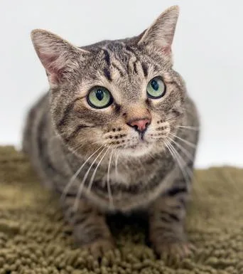 Mickey Is As Happy thumbnail 5