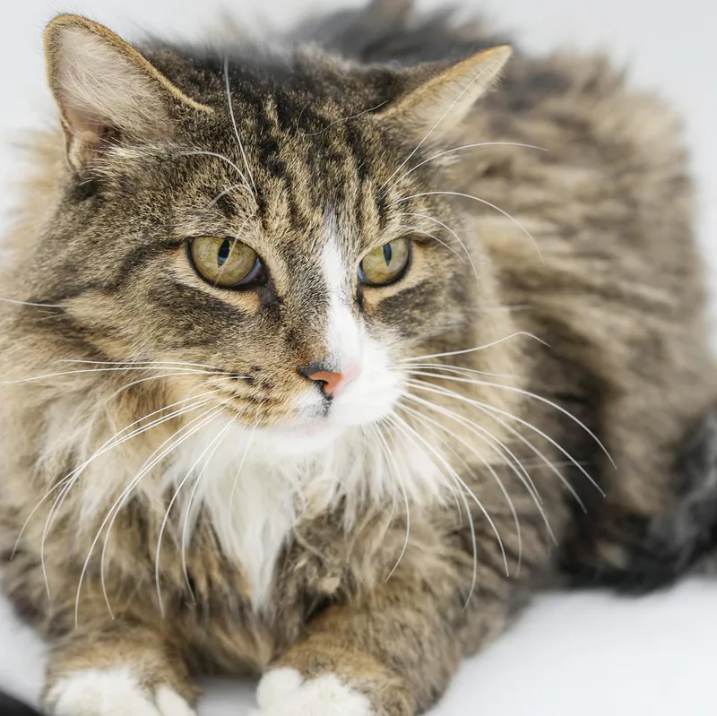 Mouse Is Simply Magic!