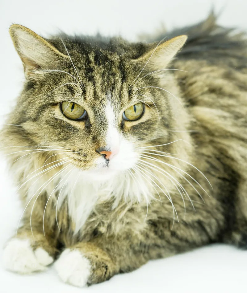 Mouse Is Simply Magic! thumbnail 2