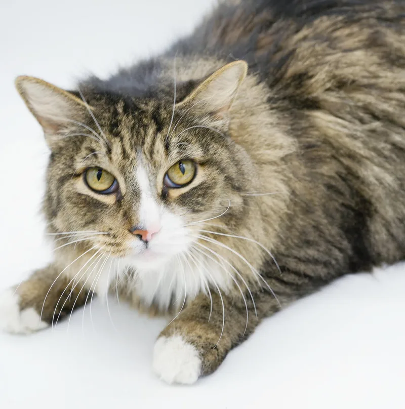 Mouse Is Simply Magic! thumbnail 3