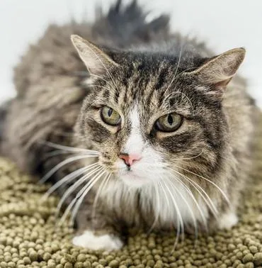 Mouse Is Simply Magic! thumbnail 4