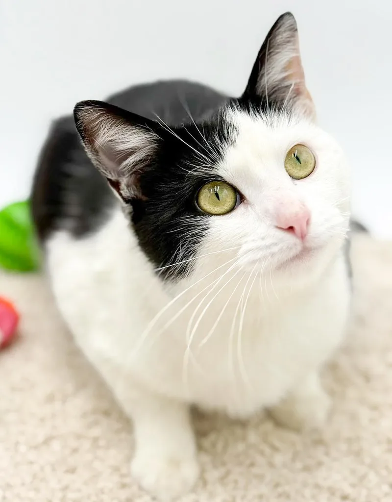 Peppo Is Truly Purrfect! thumbnail 2