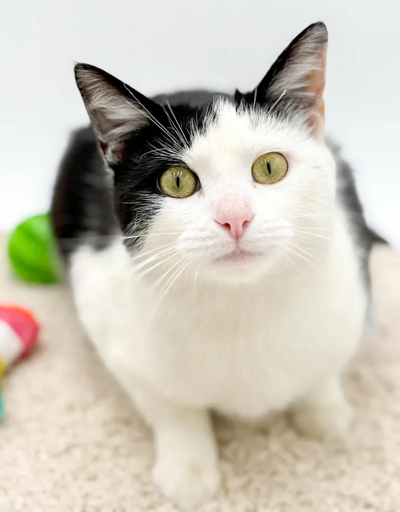 Peppo Is Truly Purrfect!