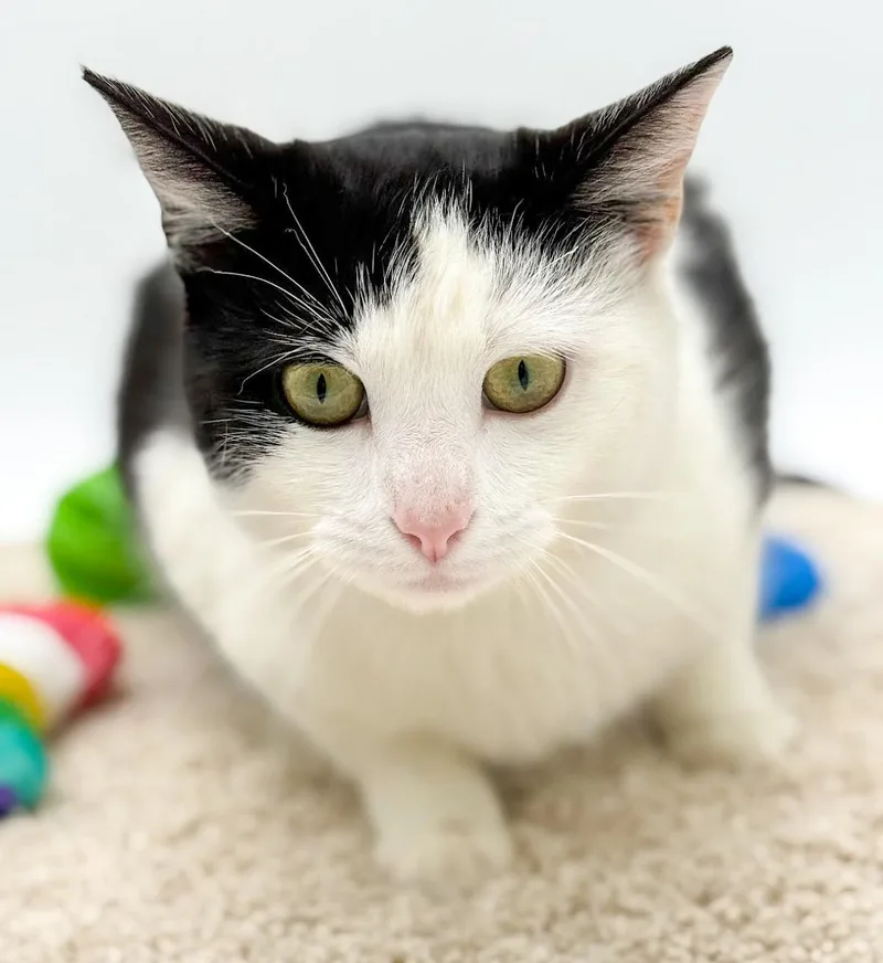 Peppo Is Truly Purrfect! thumbnail 3