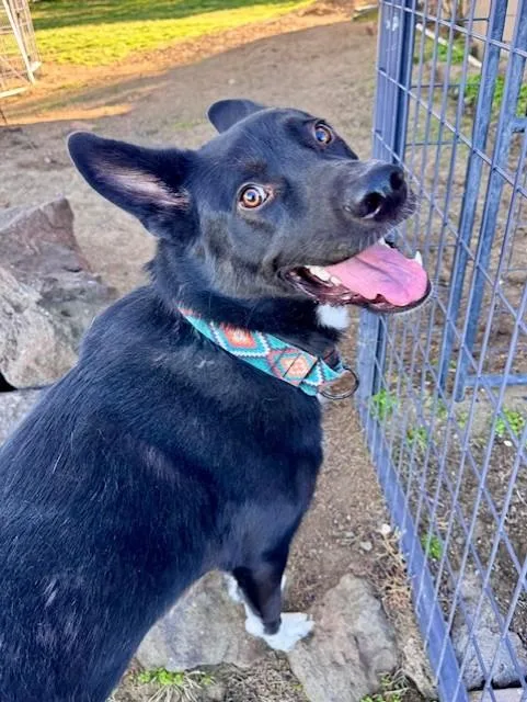 Bobby White Sox's thumbnail 2